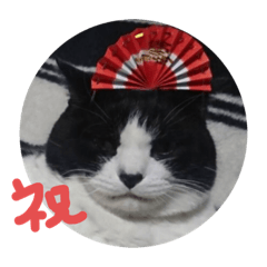 asupyon_cat