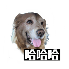 喵喵櫻桃yoyo姐姐日常