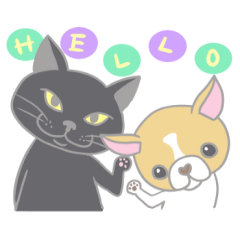 Black cat and Chihuahua