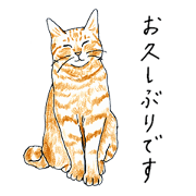 brown tabby cat koto-chan part3