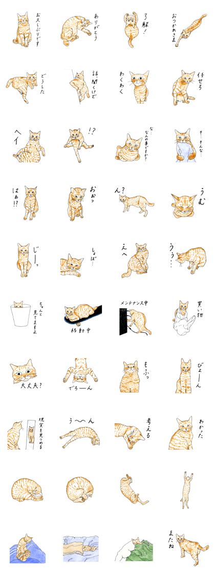 brown tabby cat koto-chan part3