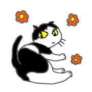 Everyday black-and-white cat