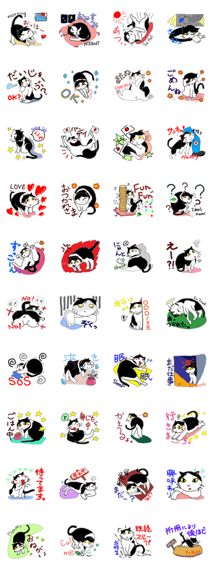 Everyday black-and-white cat
