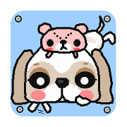 Every day of a shih tsu   The 2nd