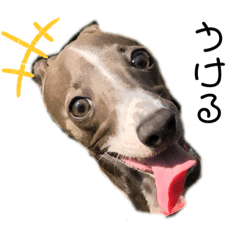 Bella_20200210184430