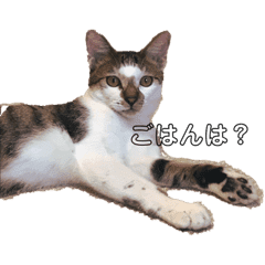 まっちょねこさん Lineスタンプ Stamplist