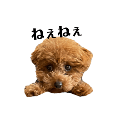 Kurumi_20200210212941