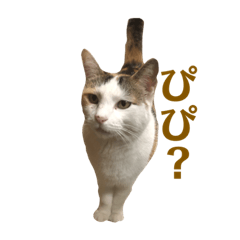 kawaneko!