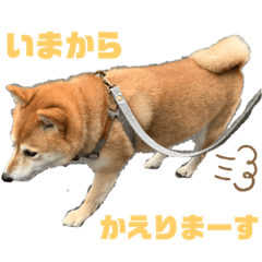 ume_shiba stamp