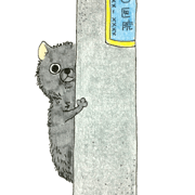 Blak Pomeranian Kokkun