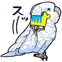 Mischievous White parrot 4