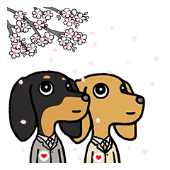 Two dachshunds (SPRING)