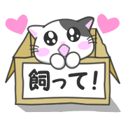 Daily life of the abandoned cat Nyari