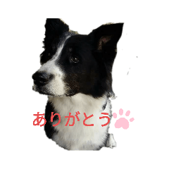 wasabi_20200211031553