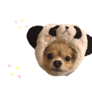 hattu_20200211104053