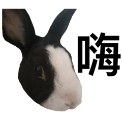 可愛兔兔合輯