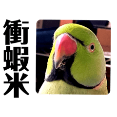 綠色ㄟ鸚鵡2