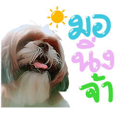 shishu dog Gigy & Friends