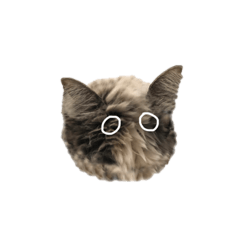 Aoi_MY CATS