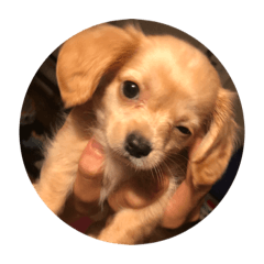Dogs purpose 2 by Blue Fox