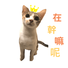 小寶又來嘍