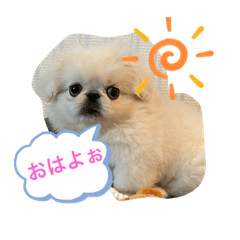 peki_moco