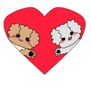 Good friend toy poodle