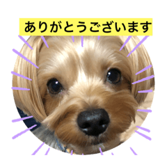 rararuru yorkie
