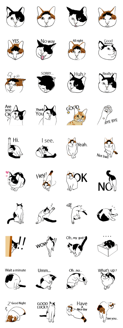 All Cat!