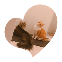 rrmm888_20200212005327