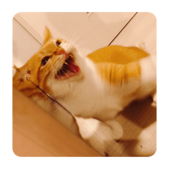 rrmm888_20200212124343