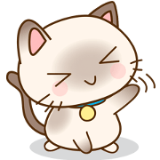 Funny Siamese kitten