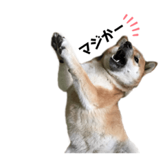 shiba inu_20200212134023