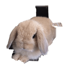 hayato_20200212191650