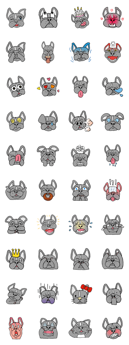 French bulldog, Amelie 40 various faces!
