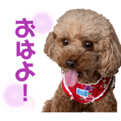 AOI__Loco
