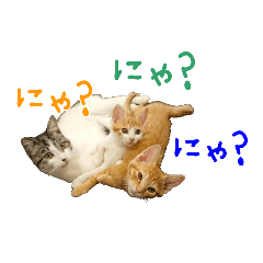 うちの子シリーズ『にゃんこ３家族』