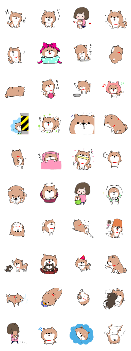 pretty shiba inu