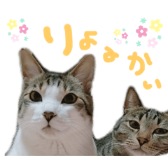don.rin
