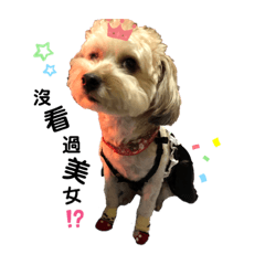 Dog ㄦ