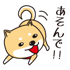 Japanese Dog "Shiba" LIfe