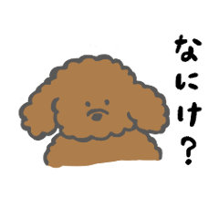 Toy Poodle In Toyama