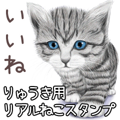 りゅうき用リアルかわいい猫