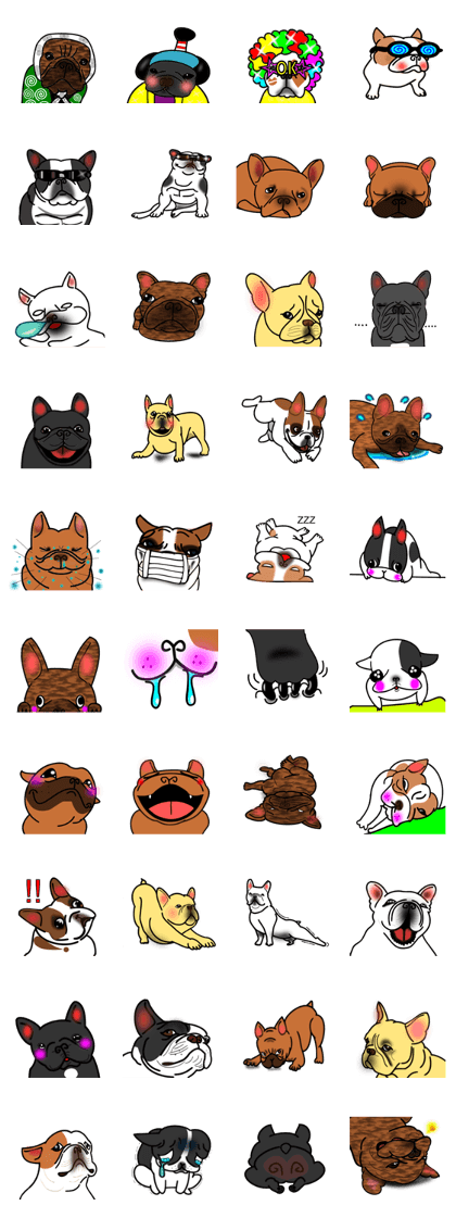 Real french bulldog family,All color !