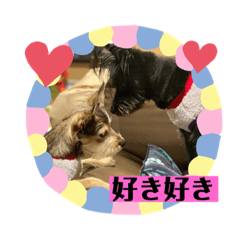 ポメシュナ兄弟2＊