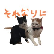 ponyowithkyun