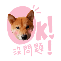 Q寶帥弟
