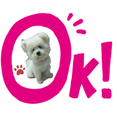 胖嘟嘟的kiki