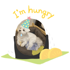 田田迪迪的生活日常