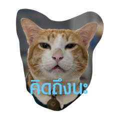 Mameaw Orange Cat